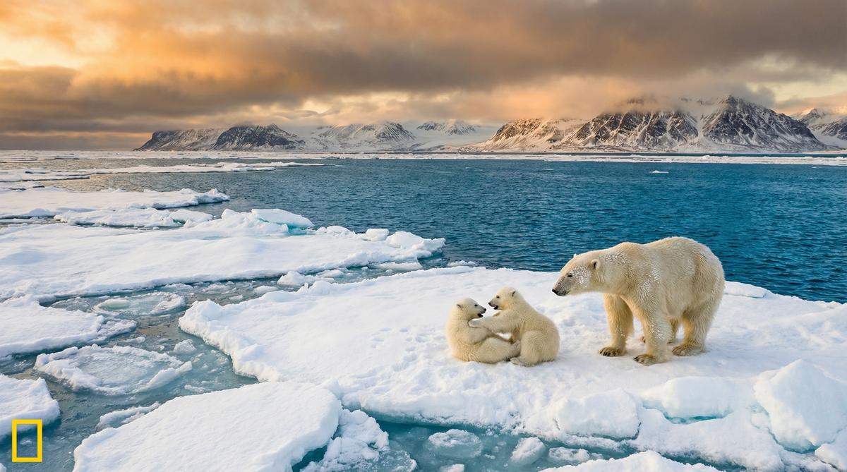 麻豆传媒北极熊视频